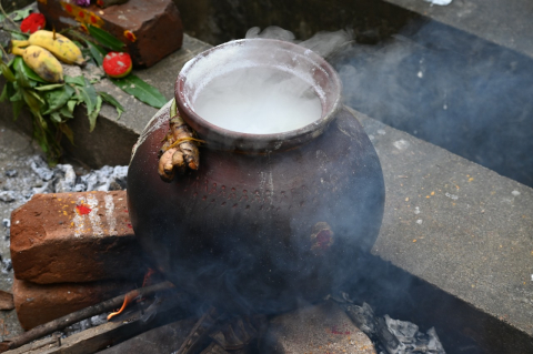 pongal celebration